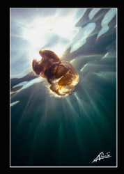 another jelly day, snorkeling off the coast of Phuket... by Adriano Trapani 